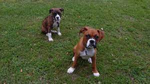 Maybe you would like to learn more about one of these? Boxer Puppies Cute Pictures And Facts Dogtime