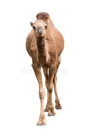 Camelcamelcamel and it spits out price history for the product. 60 960 Camel Photos Free Royalty Free Stock Photos From Dreamstime