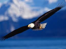 While the storm rages below, the eagle is soaring above it. On The Wings Of Eagles An Inspirational Poem Letterpile