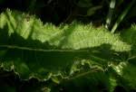 Image result for Berkheya setifera