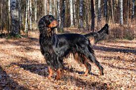 The club members and the committee are available to answer questions and give advice on the care and commitment required to live. Gordon Setter Vs Labrador Retriever Breed Comparison