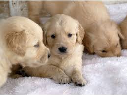 Don't miss what's happening in your neighborhood. Gorgeous Golden Retriever Puppies