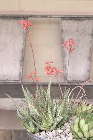 Image result for Aloe carnea