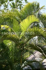 Image result for Dypsis lutescens