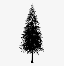 Download Redwood Tree Silhouette Vector Pine Tree Silhouette Png Transparent Png 338x766 Free Download On Nicepng