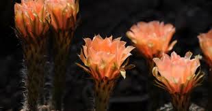 Opuntia hybrid ruffled fully double peach pink flowers prickly pear cactus add plenty of zest to your yard and/or garden with this strong vigorous grower. Peach Colored Cactus Flowers