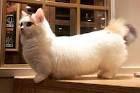 11 Things to Know About the Munchkin Cat - Catster