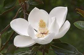 Southern Magnolia Facts Tips On Planting A Southern Magnolia Tree Southern Magnolia Tree Magnolia Trees Southern Magnolia