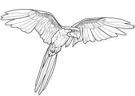 Illustration of two birds catching some fish on an island. 40 Birds Coloring Pages Printable