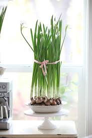 Planting Bulbs For Christmas Satori Design For Living Christmas Bulbs Planting Bulbs Paperwhites