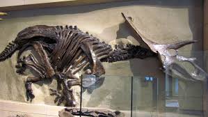 New Dinosaur Species Found In Fossils Held At Canadian Museum For 75 Years Ctv News