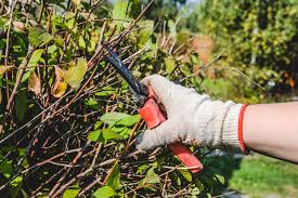 Im frühling und sommer gilt ein bundesweites verbot, um nistplätze und lebensraum von vögeln und kleintieren zu schützen. Hecke Schneiden Im Herbst Tipps Zum Schnitt Vor Dem Winter