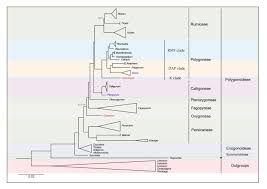 Image result for Afrobrunnichia