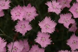 Dianthus, cheddar pinks 'bath's pink'. Dianthus Bath S Pink Wisconsin Horticulture