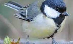 9 Makanan Penting Tambahan Untuk Burung Gelatik