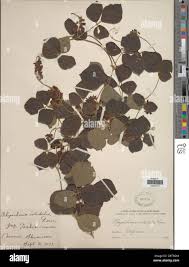 Image result for Rhynchosia luteola