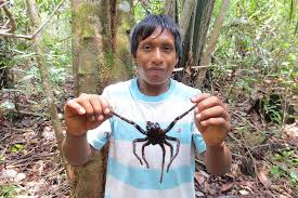 Mit der größe ist hier die körpergröße gemeint. Die Spinnenjager Von Venezuela Geo