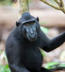 This Is The Crested Black Macaque Also Called Sulawesi Black Macaques Celebes Crested Macaques And More And Known Locally As Macaque Crest Macaque Monkey