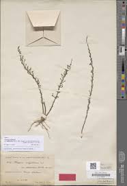 Image result for Thesium bangweolense