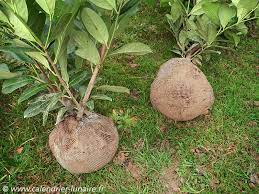 Quand la lune est montante (ou ascendante) et qu'elle passe devant les constellations du sagittaire ou du bélier, il est temps de semer ou de récolter les plantes cultivées pour leurs fruits ou leurs graines. La Meilleure Periode Pour Planter Arbres Et Arbustes