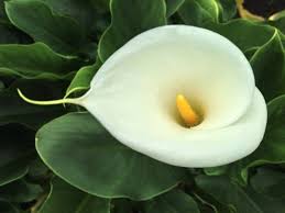 We did not find results for: List Of 300 Flower Names A To Z With Images Florgeous