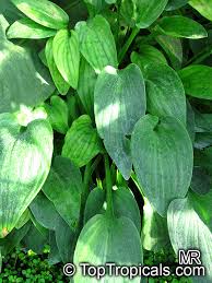 Image result for Drimiopsis