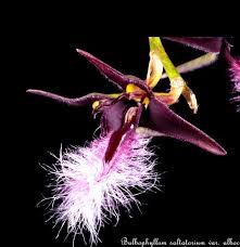 Image result for Bulbophyllum sp. nov
