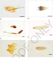 The dal represents limits at which fda will regard the food Some Insect Foreign Matter Recovered From Italian Honeys A Cuticular Download Scientific Diagram