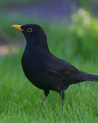 Check spelling or type a new query. Birds Birding Trips And Birdwatching Tours In Kingdom Of Sweden Fat Birder