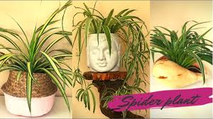May 11, 2021 · the sun should be at least 6 hours per day to produce enough energy for this plant. How To Grow And Care Spider Plant Water Sunlight Fertilizer Potting Mix For Spider Plant Youtube