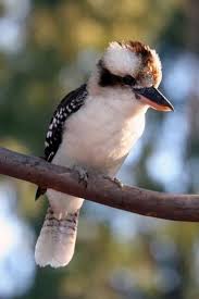 Birds That Sing In The Morning Australia Song Of The Week Kookaburra Beautiful Birds Australian Animals Australian Birds