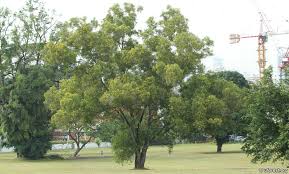 Image result for Acacia auriculiformis
