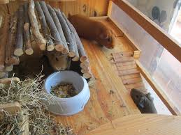 Ver más ideas sobre casas para cobayas, cobayas, casa de animales. La Cobaya Como Mascota Como Es Tener Una Cobaya Wakyma