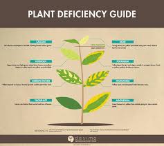 Identifying Plant Nutrient Deficiencies Growing An Avocado