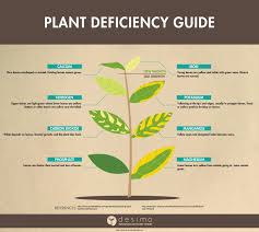 identifying plant nutrient deficiencies growing an avocado