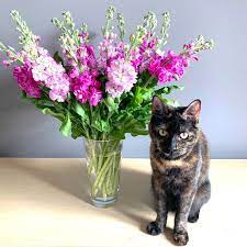 Cake delivered fresh and neatly packed, the person who delivered it was nice and friendly. Cat Friendly Scented Stocks Wendy S Florist Nantwich Cheshire