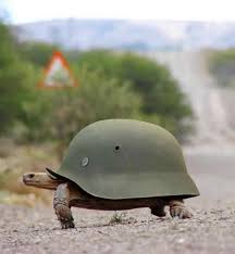 Turtle With Army Helmet Interesting And Beautiful Pictures Funny Animals Animals Military Humor