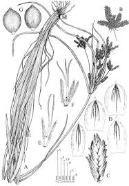 Image result for Cyperus alopecuroides