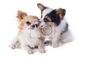 Papillon dog phalène japanische kinnhunderasse welpe, welpe, png. Papillon Welpen Und Chihuahua Fototapete Fototapeten Tricolor Schmetterling Lecken Myloview De