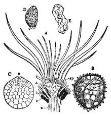 Image result for Isoetes