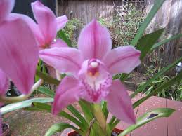 Are orchids poisonous to cats in any way? Cymbidium Orchids And Cats News At Cats Addlab Aalto Fi