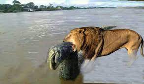 We did not find results for: Lion Vs Snake Strange Video Clip