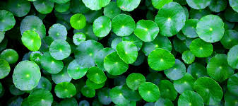 Image result for Centella asiatica