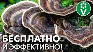 как избавиться от кротов на огороде в домашних условиях My Pokupaem Eto Dorogoe Sredstvo Dlya Zashity Rastenij A Ego Mozhno Najti V Lyubom Lesu Youtube V 2020 G Rasteniya Zashita Rastenij Vyrashivanie Tomatov