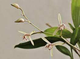 Cymbidium Lancifolium By Maret Lokotar Orchid Orchids Orchidaceae Botany Flower Flowers Plant Plants Naturelovers Garde Orchids Garden Lovers Plants