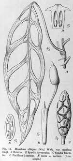 Monstera Obliqua Wikipedia