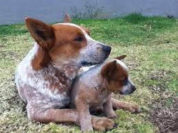 Pin On Dogs Especially Red Heelers And Corgis