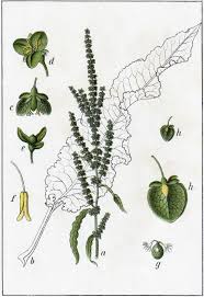 Image result for Rumex crispus