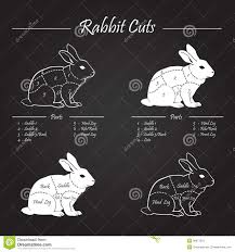 Rabbit Meat Cuts Scheme Chalkboard Stock Vector