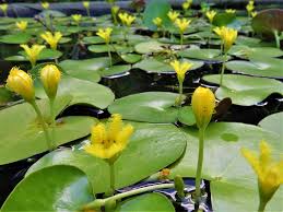 Image result for Nymphoides senegalensis